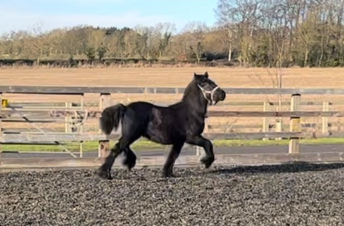 black colt trotting in an outdoor arena
