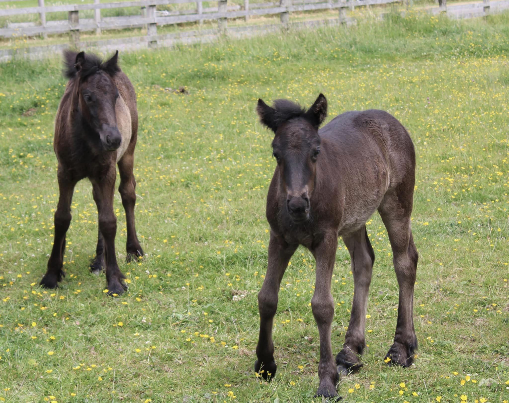 2 black fell pony foals