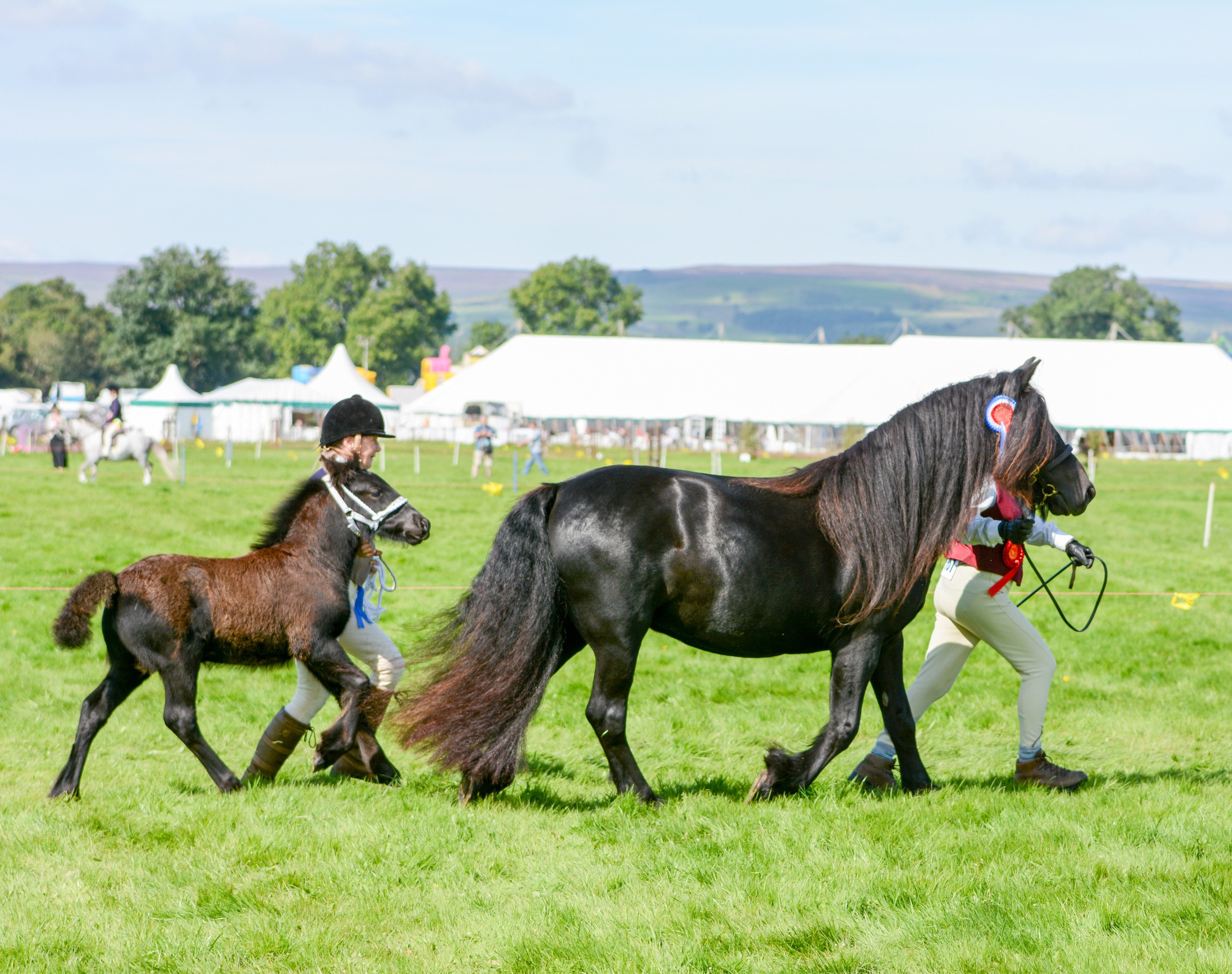 Mare and foal with handlers, walking in a green show field