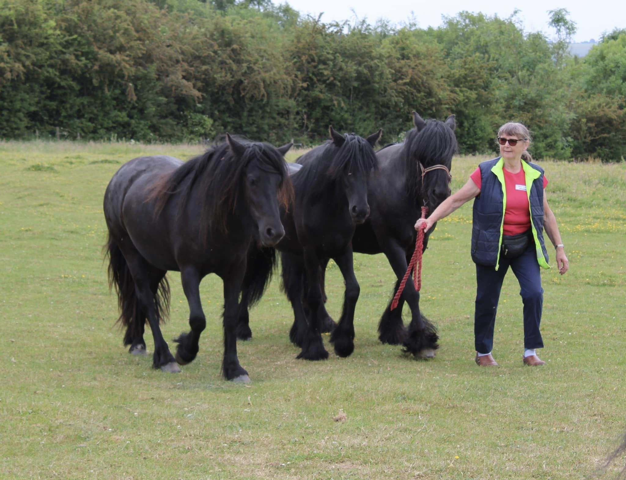 Three black Fell ponies