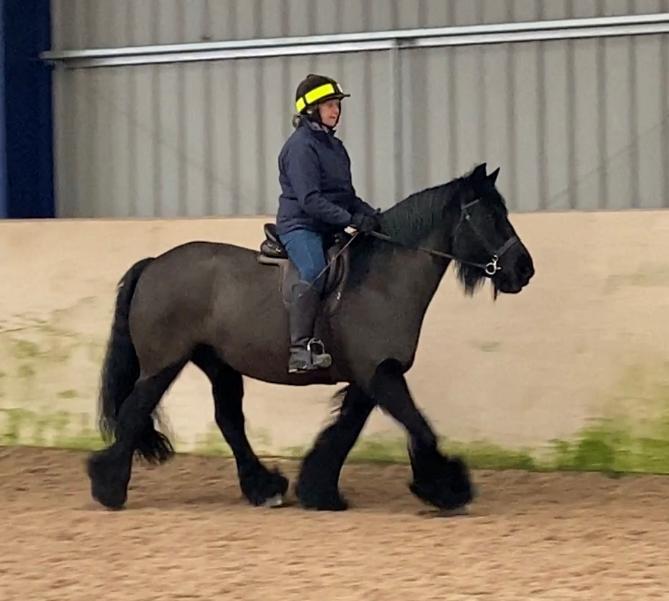 black pony with rider in an indoor arena