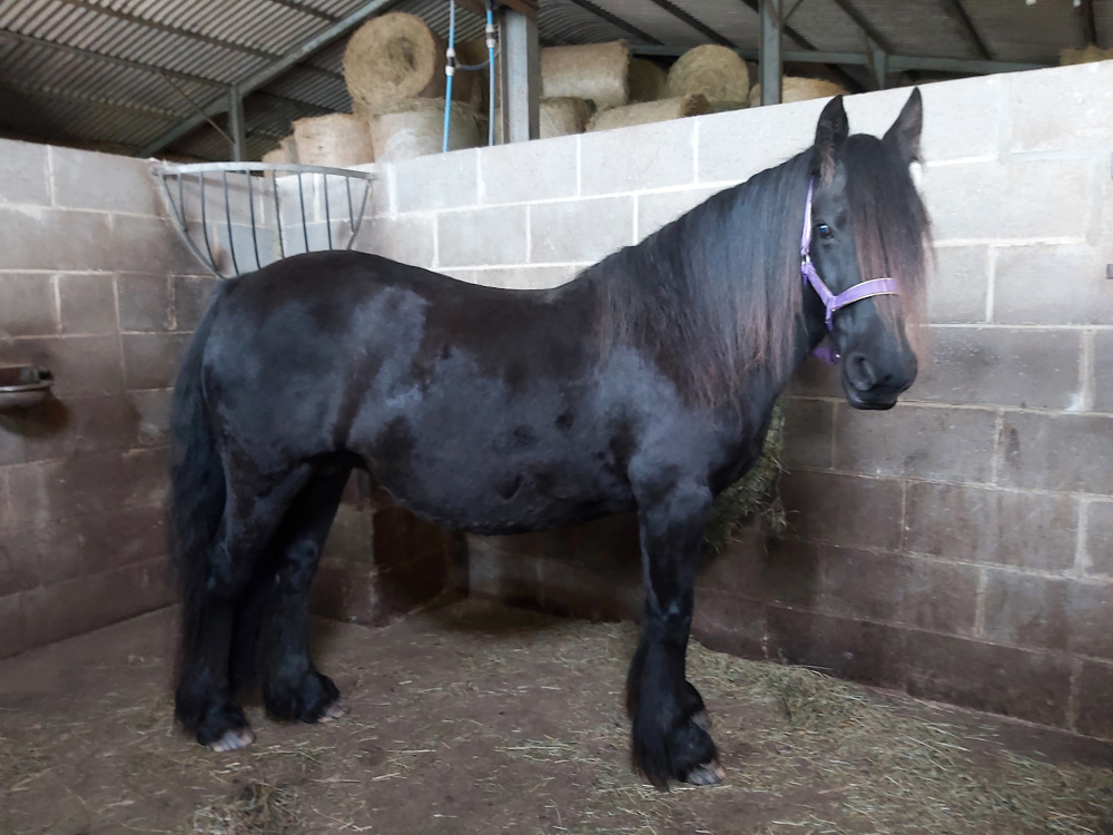black Fell pony mare with a block wall behind