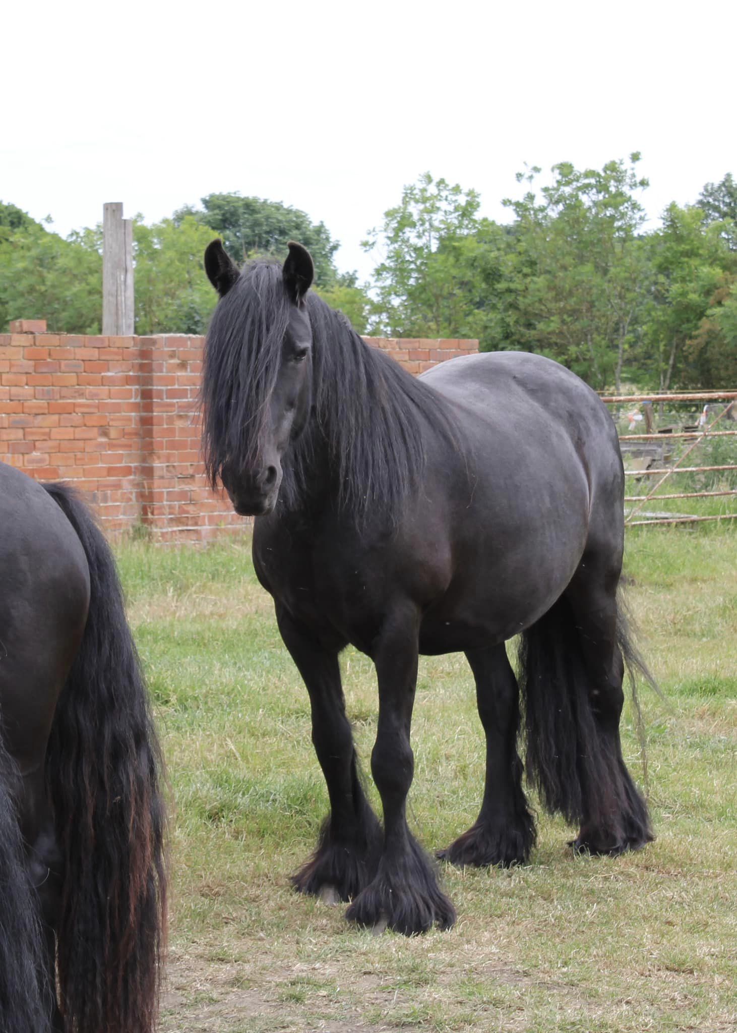 Black mare in a field of grass