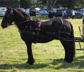 fell gelding Rackwood Thistle