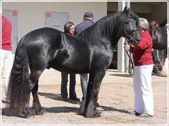 Fell pony stallion Rackwood Amos