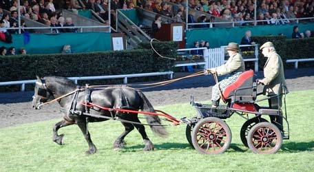 Fell pony stallion RACKWOOD AMOS IN GERMANY 2014