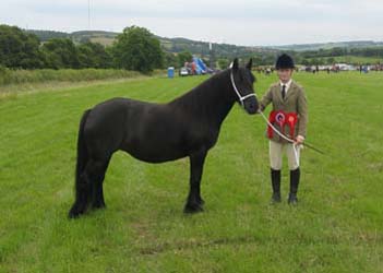 RACKWOOD FRANCESCA, FELL CHAMPION AT LANCHESTER SHOW 2014