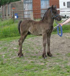 Rackwood Kingdom, 6 weeks old