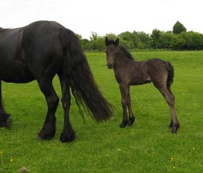 Rackwood Miss Mollie, 2 weeks old