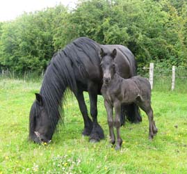 Rackwood Nimrod, 1 week old