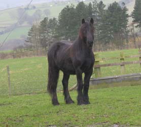 Fell pony Rackwood Nimrod