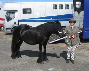 Fell pony Rackwood Bonnie, Fell Pony Champion at NCPA Summer Show June 2014