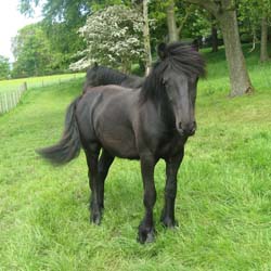 Fell pony Rackwood Nimrod at home, 26 May 2014