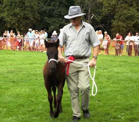 Fell pony foal Rackwood Oliver at Cleveland Show, 26 July 2014 