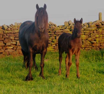 Melody and her foal Union Jack