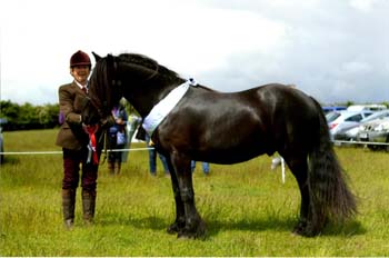 Nimrod at Native Pony Festival July 2016  - Fell Reserve Champion