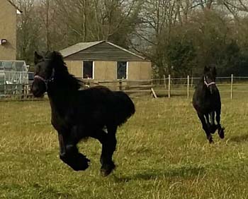 Fell ponies Rambling Rose & Sophie