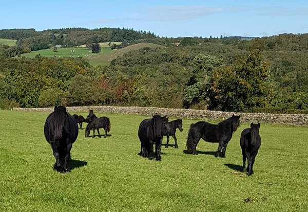 Autumn 2018 - Rackwood Family.