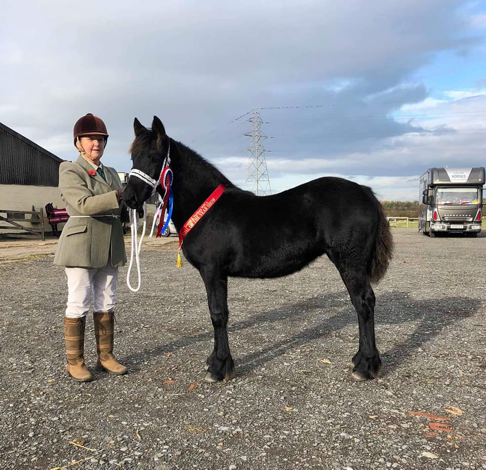 Rackwood Lucky Lady M&M Chaqmpion at Scottish & Northern November 2018.