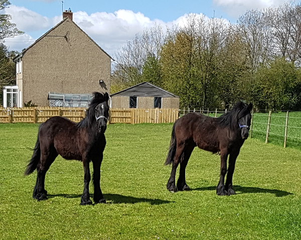 Yogi & Merlin April 2018