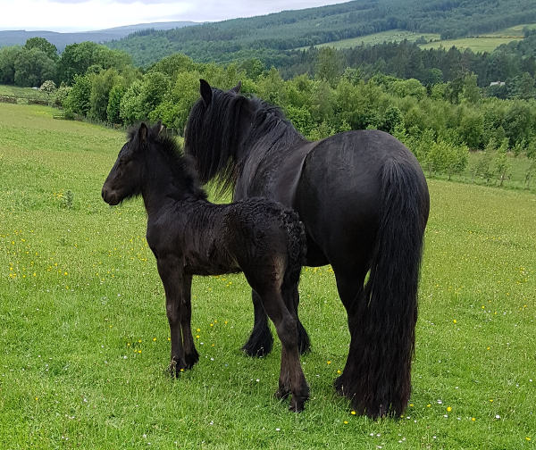 Black Prince & Black Magic 03-06-2018