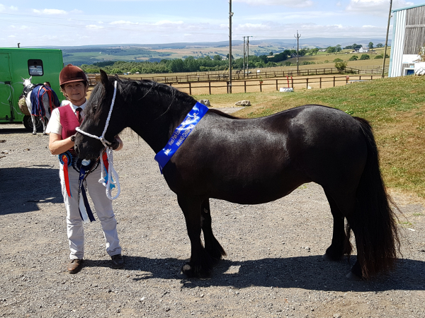 Sophie In-Hand Champion at West Park July 2018