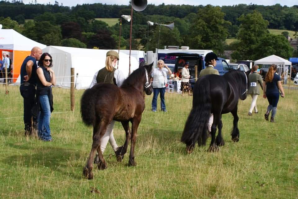 Black Prince & Black Magic at FPS Breed Show 05-08-2018