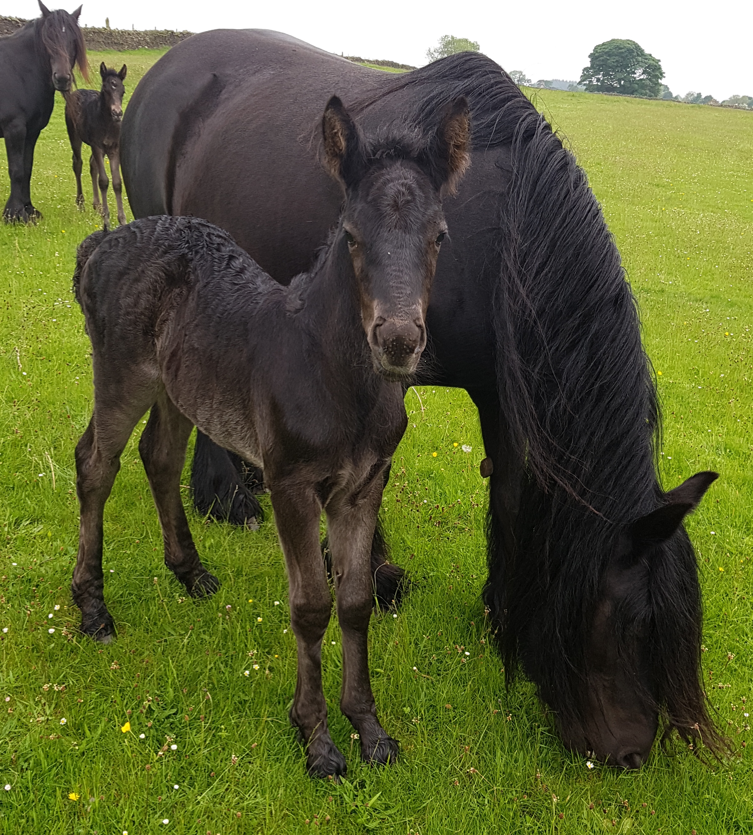 black mare grazing with her foal