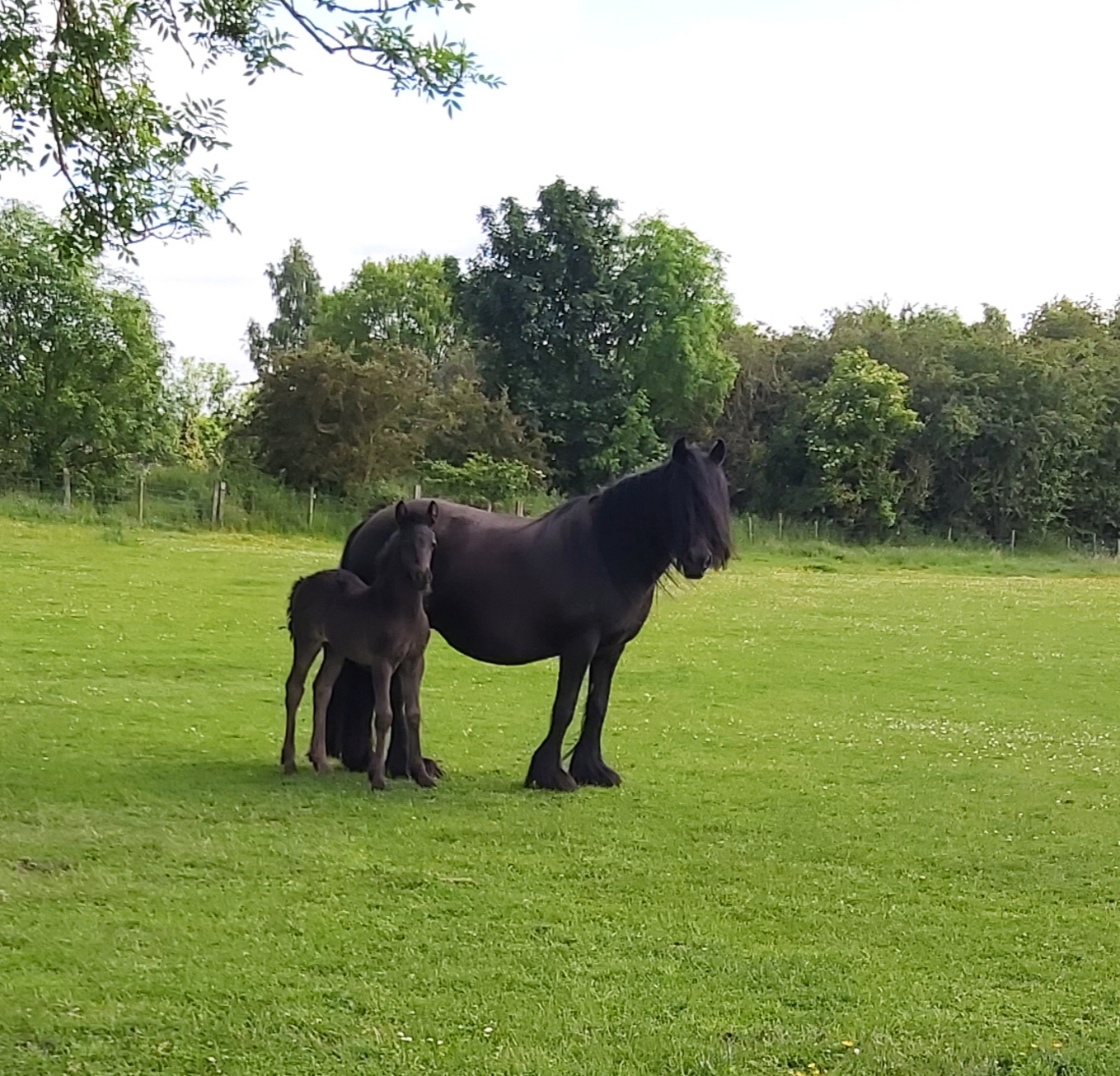 black mare and her foal