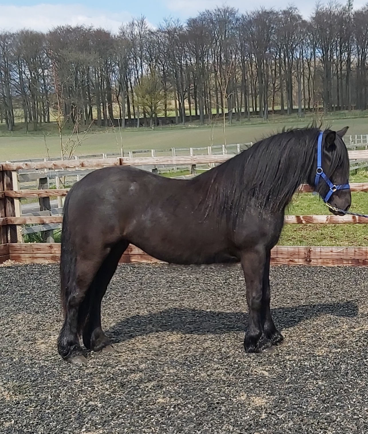 Black fell pony mare