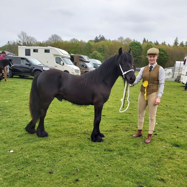 black fell colt and handler at stallion show 