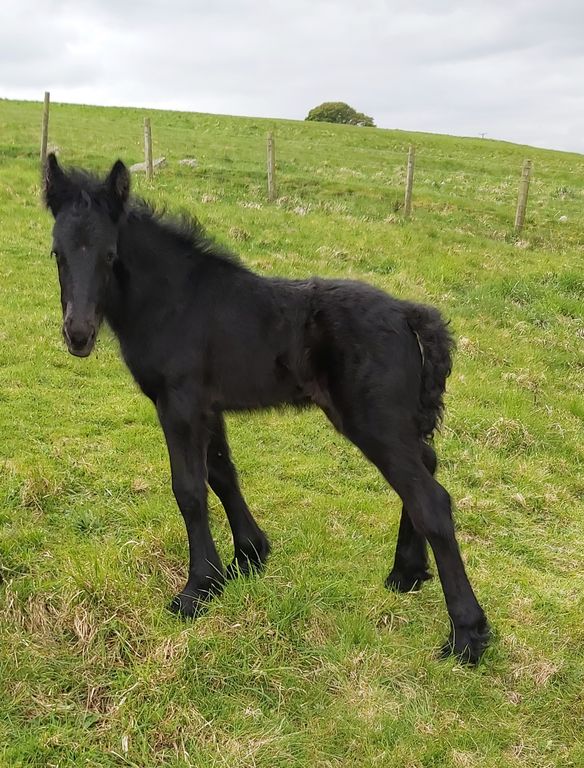 black foal in a field