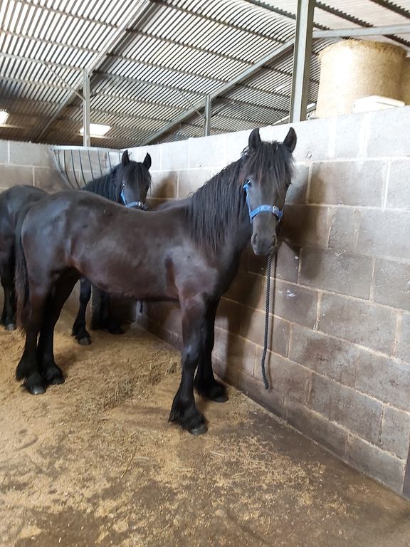 black fell pony foal beside a block wall