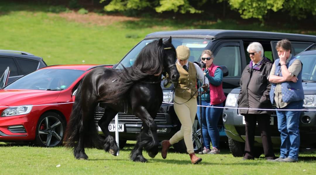 black fell stallion at a show