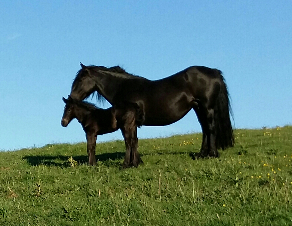  Mare, Melody, and foal, Yogi