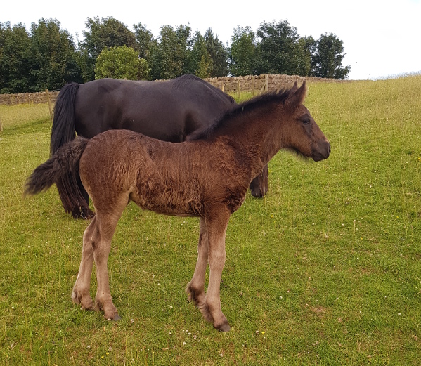 Foal, Rackwood Harmony