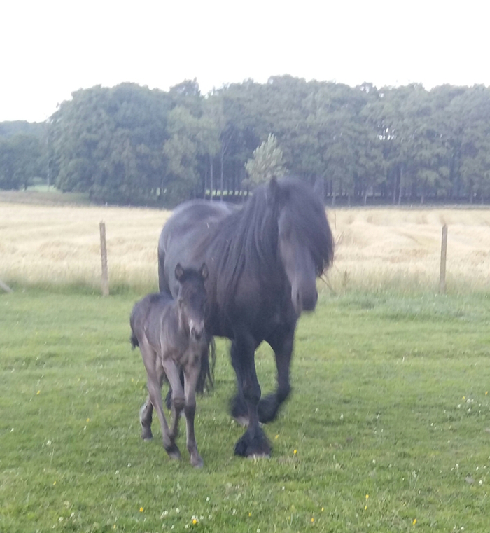 black fell pony mare and foal in a field