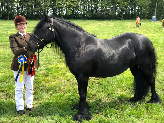 black mare and handler with rosettes
