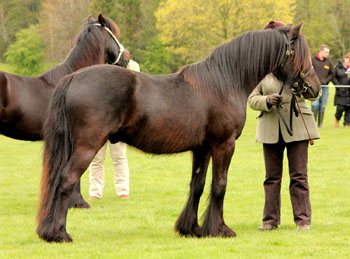 fell pony colt for sale