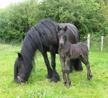 Rackwood nimrod, fell colt with his dam