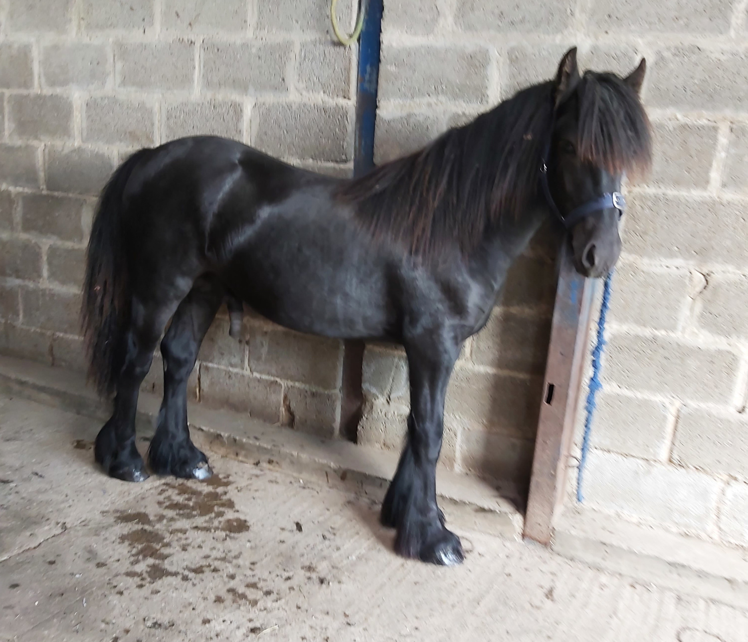 black pony next to a grey wall